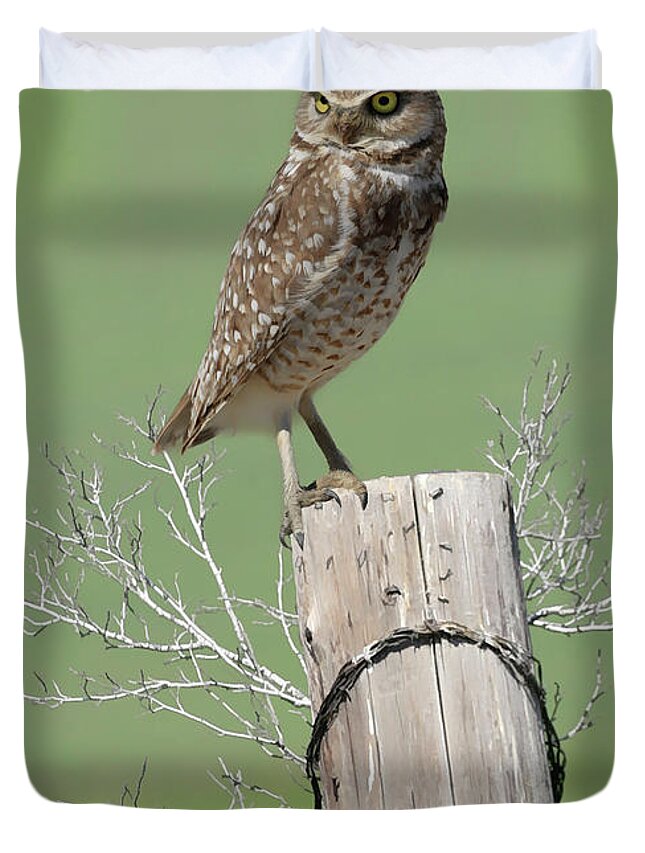 Burrowing Owl Duvet Cover featuring the photograph Burrowing Owl on Post by Steve McKinzie