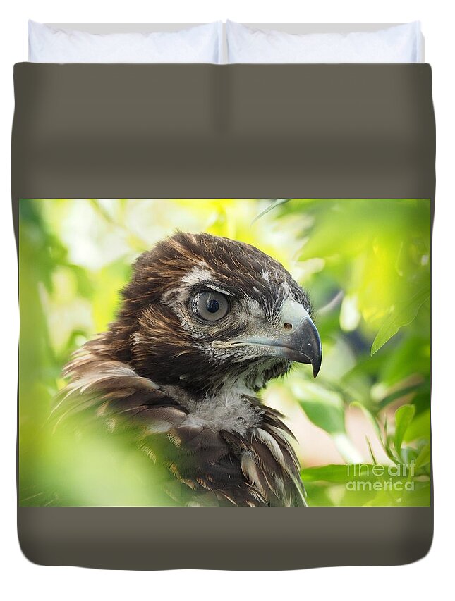 Birds Duvet Cover featuring the photograph Buteo Jamaicensis by Parrish Todd