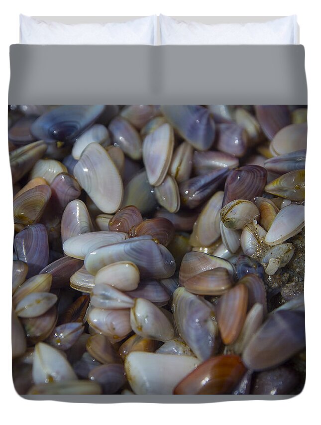 Clams Duvet Cover featuring the photograph Buttefly Clam Rainbow by Ian Johnson