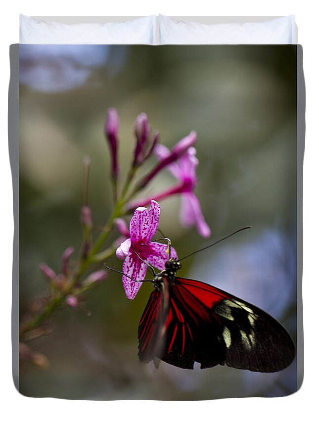 Butterfly Duvet Cover featuring the photograph Butter it Up by Douglas Kikendall