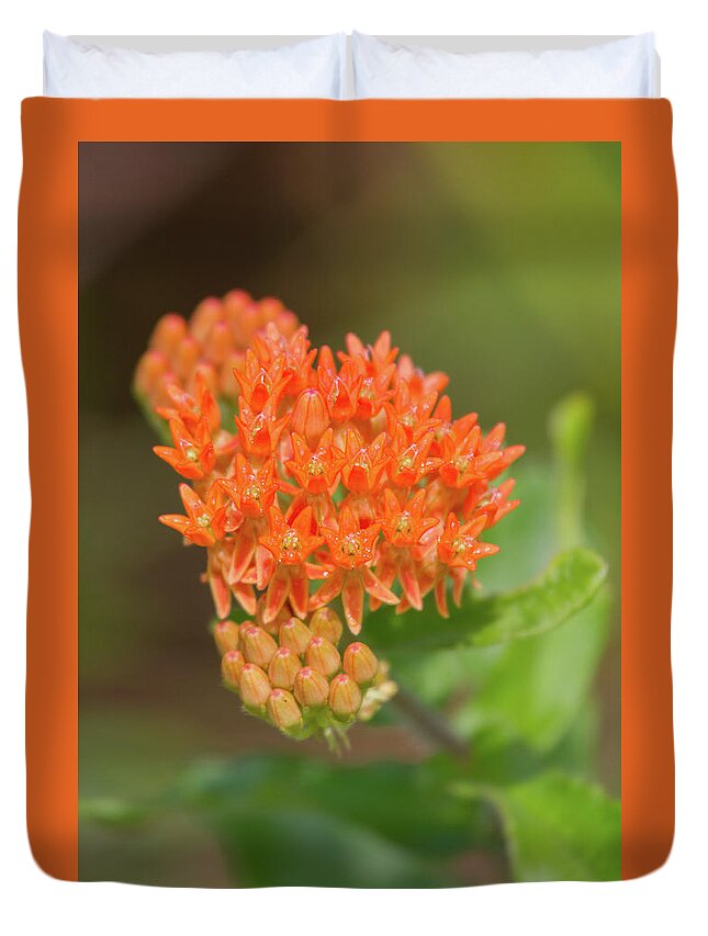 Butterfly Weed Duvet Cover featuring the photograph Butterfly Milkweed by Paul Rebmann