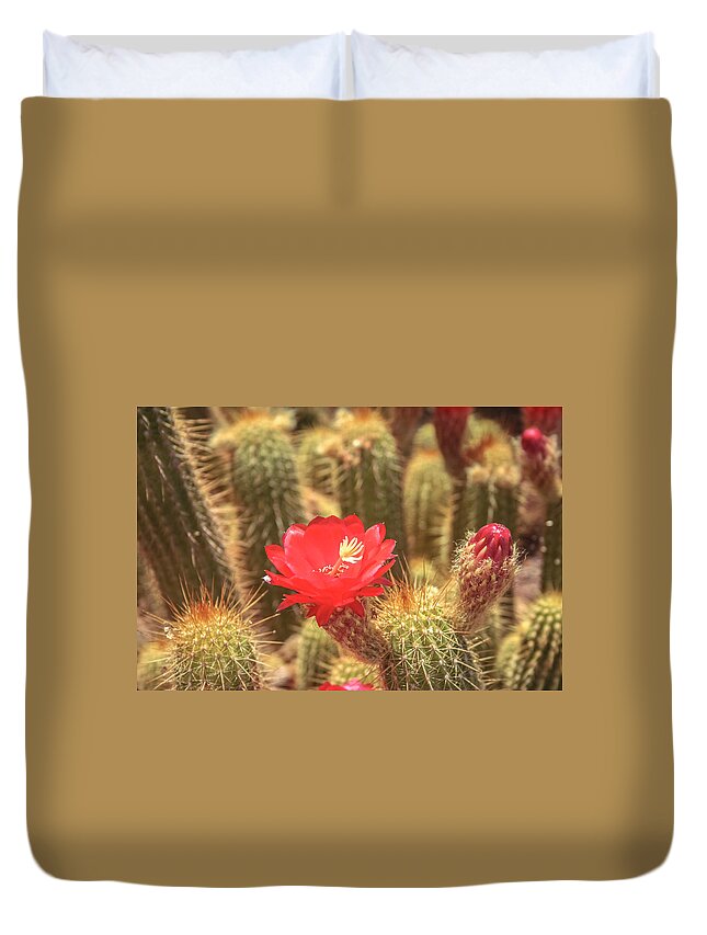 Cactus Duvet Cover featuring the photograph Cactus bloom by Darrell Foster