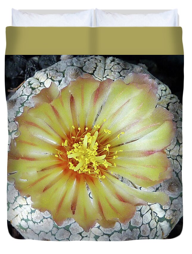 Cactus Duvet Cover featuring the photograph Cactus Flower 2 by Selena Boron