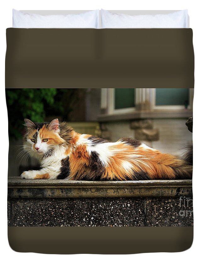 Our Town Duvet Cover featuring the photograph Calico Cat by Craig J Satterlee