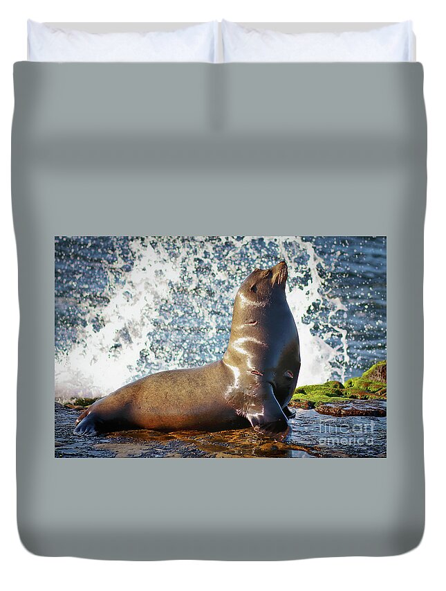 La Jolla Duvet Cover featuring the photograph California Sea Lion at La Jolla Cove by Sam Antonio