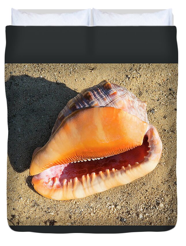 Cameo Seashell Duvet Cover featuring the photograph Cameo Seashell Cassis Rufa by Frank Wilson