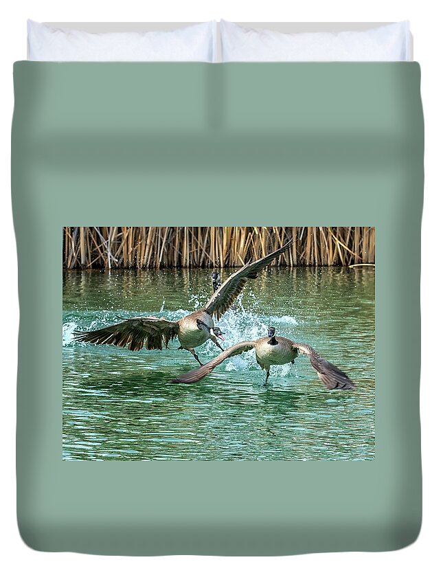 Canada Duvet Cover featuring the photograph Canada Geese Chase 4906 by Tam Ryan