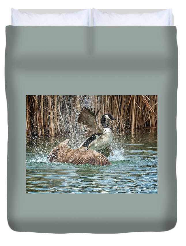 Canada Duvet Cover featuring the photograph Canada Geese Chase 5031 by Tam Ryan