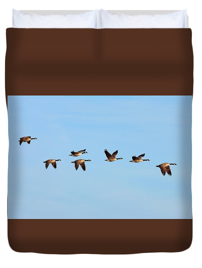 Canada Duvet Cover featuring the photograph Canada Geese in flight by Ram Vasudev