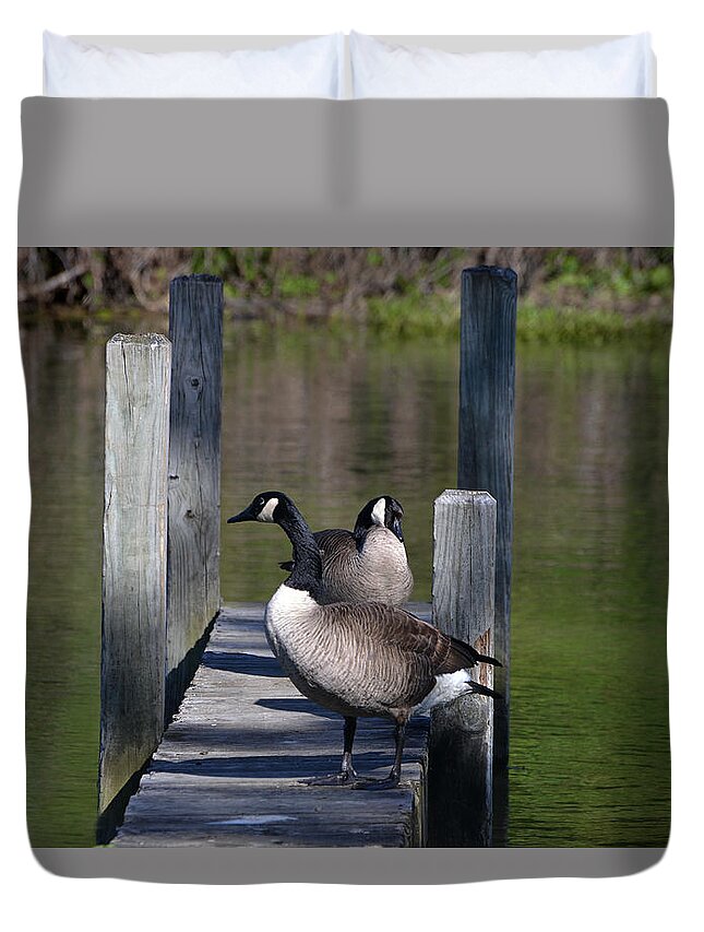 Geese Duvet Cover featuring the photograph Canada Geese on Dock by Kathleen Stephens