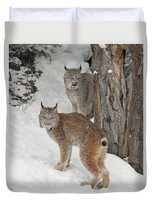 Canada Lynx Duvet Cover featuring the photograph Canada Lynx by Wes and Dotty Weber