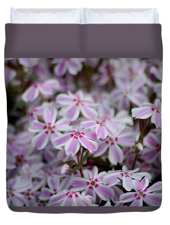 Candy Stripe Phlox Duvet Cover featuring the photograph Candy Stripe Phlox by Living Color Photography Lorraine Lynch