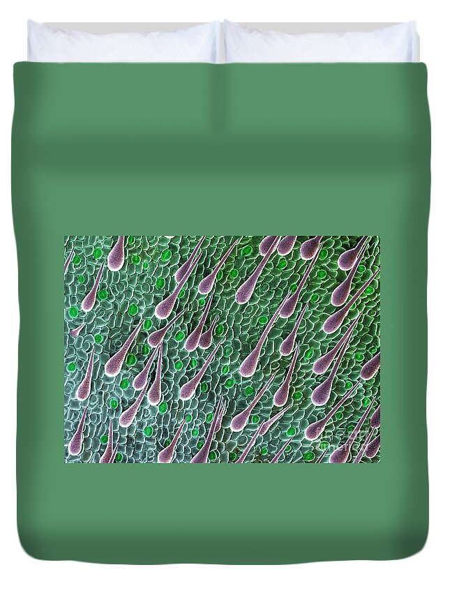 Anatomy Duvet Cover featuring the photograph Cannabis Seedling Leaf, SEM by Ted Kinsman