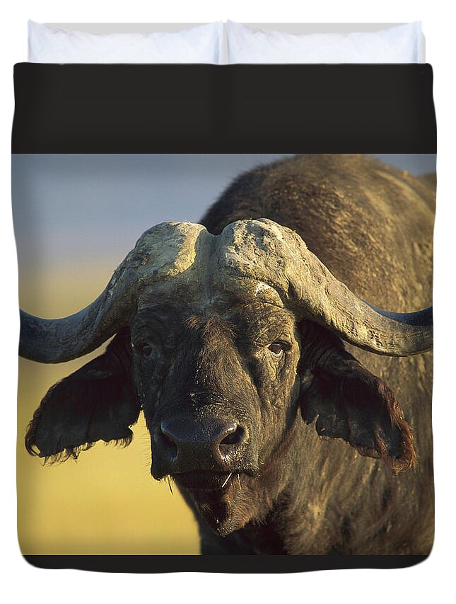 00172232 Duvet Cover featuring the photograph Cape Buffalo Portrait Kenya by Tim Fitzharris