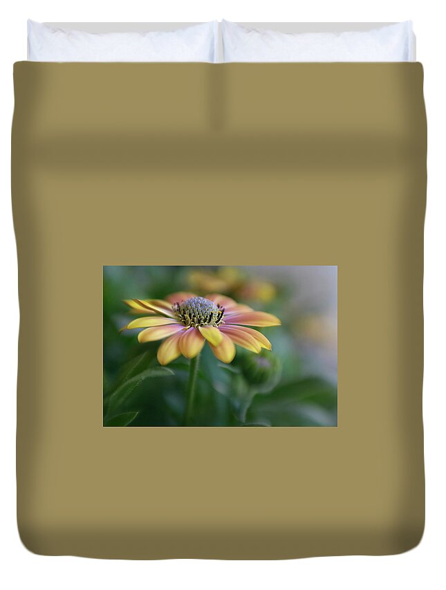 Apricot Duvet Cover featuring the photograph Cape Daisy by David and Carol Kelly
