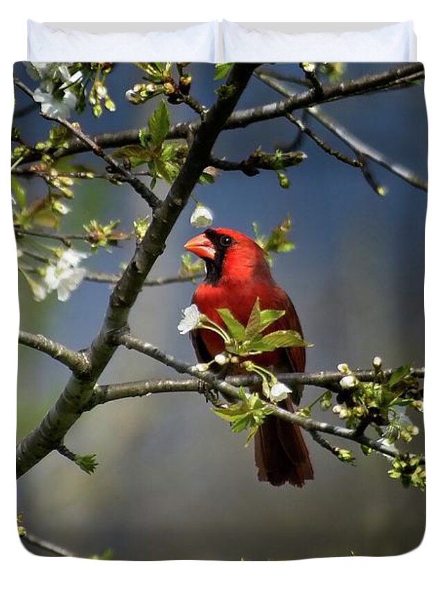 Wildlife Duvet Cover featuring the photograph Cardinal Among the Blossoms by John Benedict