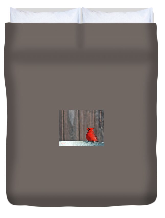 Northern Cardinal Duvet Cover featuring the photograph Cardinal Drinking by Ed Peterson