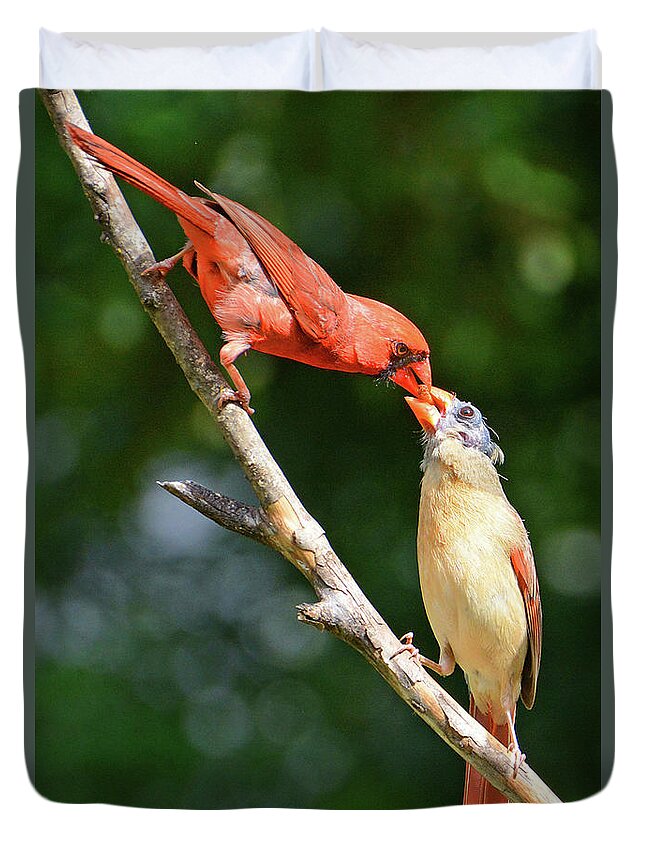 Cardinal Duvet Cover featuring the photograph Cardinal Feeding the Youngster by Ted Keller
