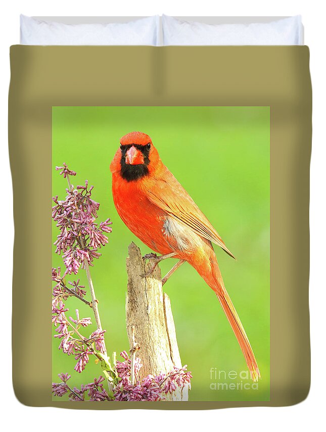 Bird Duvet Cover featuring the photograph Cardinal Flowery Perch by Max Allen