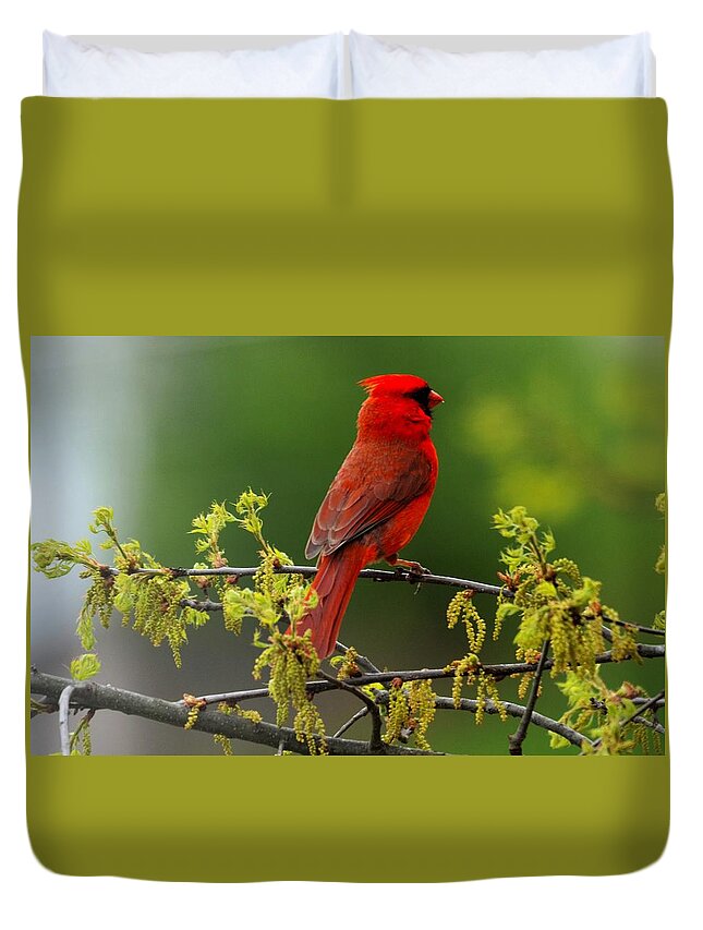 Bird Duvet Cover featuring the photograph Cardinal in Early Spring by Chuck Brown
