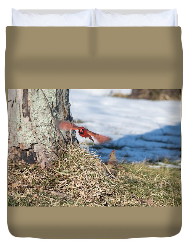 Cardinal Duvet Cover featuring the photograph Cardinal in Flight by Holden The Moment