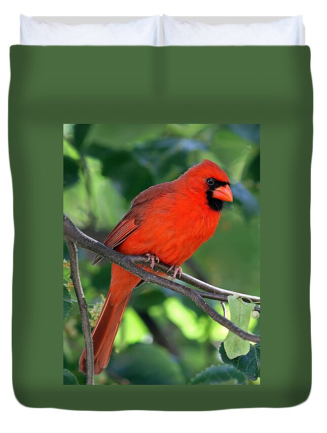 Cardinal Duvet Cover featuring the photograph Cardinal by Juergen Roth