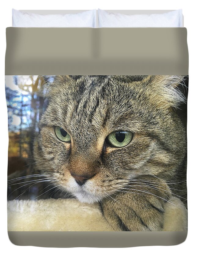Animal Duvet Cover featuring the photograph Cat Looking Outdoors by Susan Leggett