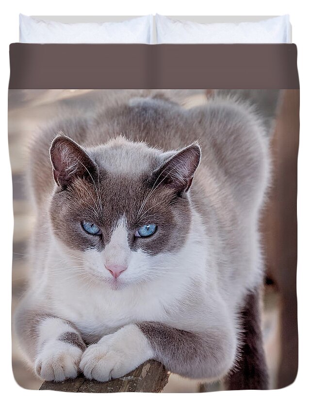 Cat Duvet Cover featuring the photograph Cat on a Wooden Fence by Derek Dean