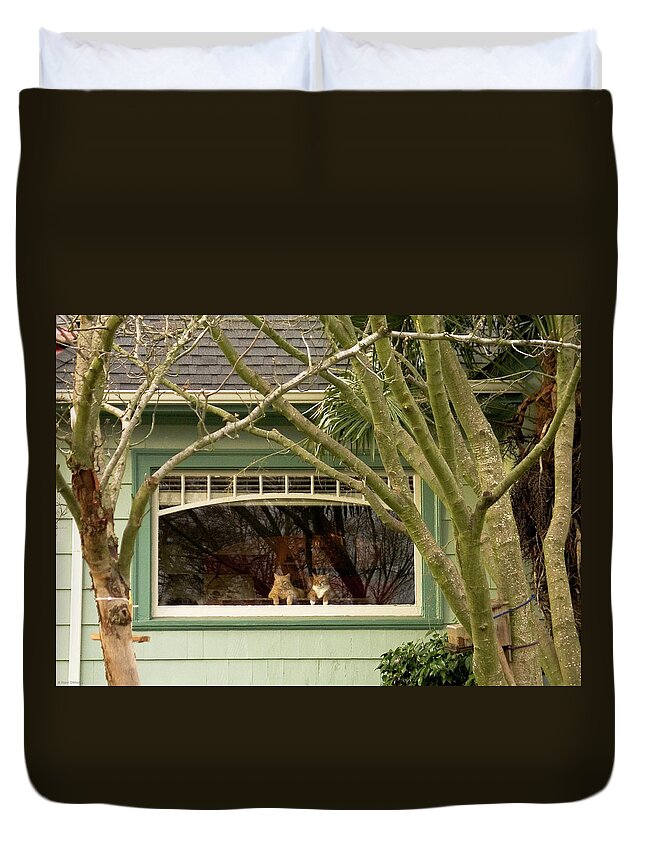 Cat Pals Duvet Cover featuring the photograph Cat Pals Waiting by Frank DiMarco