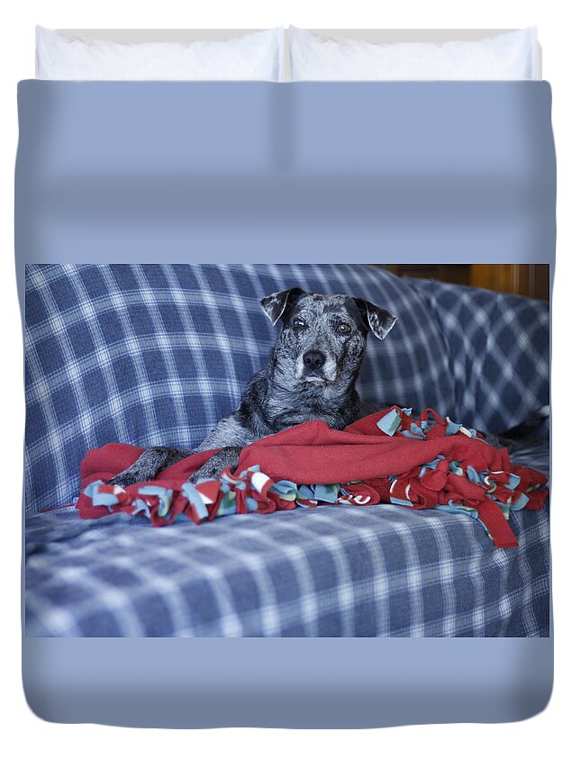 Catahoula Leopard Dog Duvet Cover featuring the photograph Catahoula Leopard Dog in blue by Valerie Collins