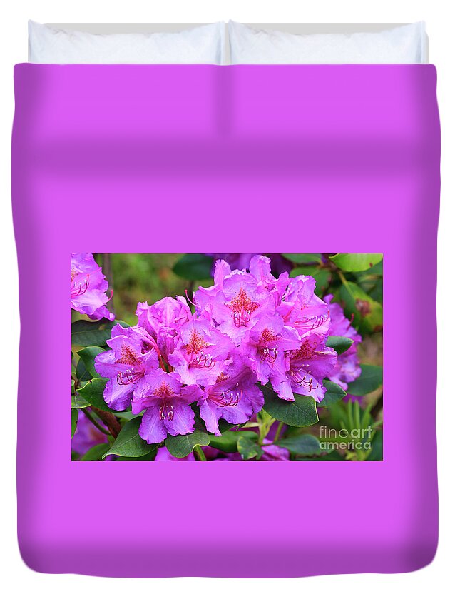 Rhododendrons Duvet Cover featuring the photograph Catawba Rhododendron in Bloom by Jill Lang