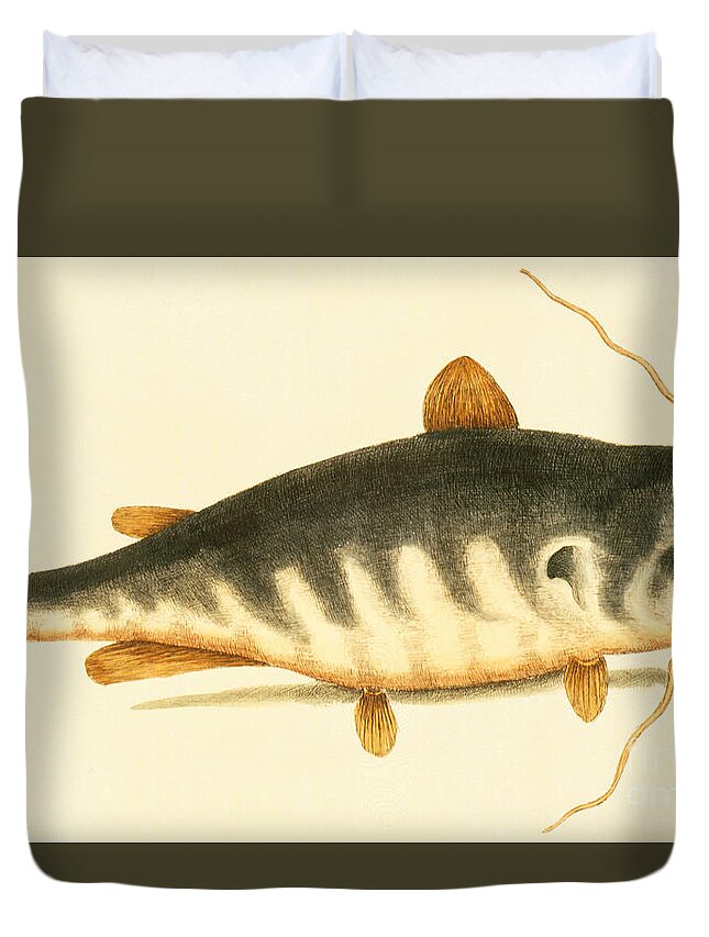 Catfish Duvet Cover featuring the painting Catfish by Mark Catesby