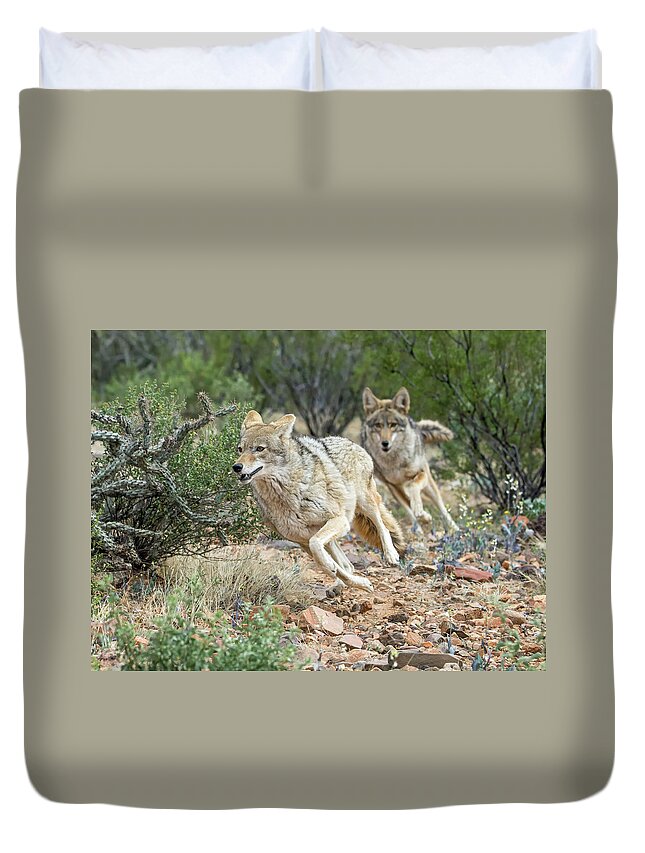 Cayote Duvet Cover featuring the photograph Coyote Chase by Tam Ryan