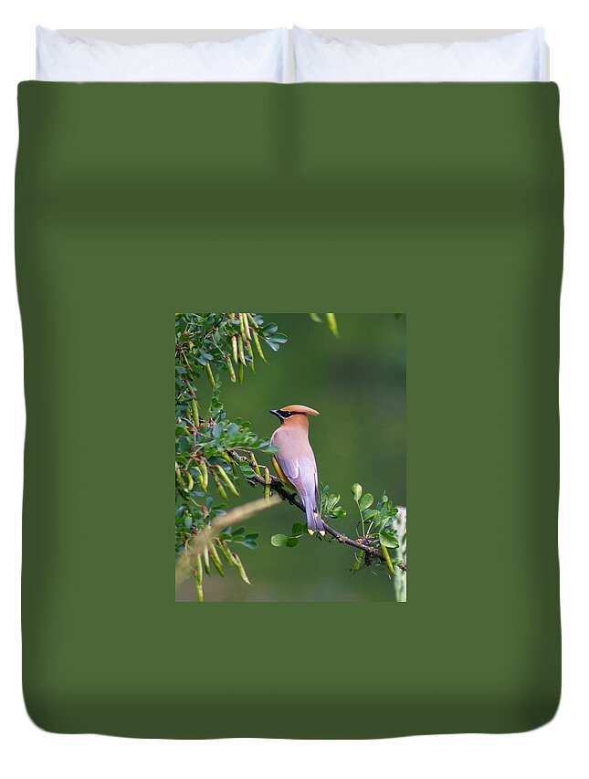 Birds Duvet Cover featuring the photograph Cedar Waxwing 1 by Ben Upham III
