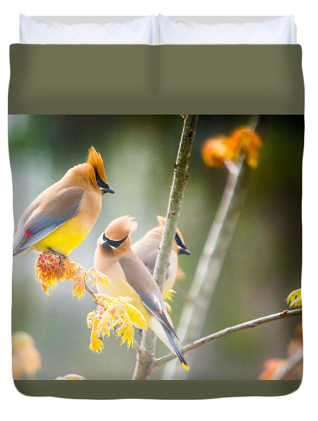 Bird Duvet Cover featuring the photograph Cedar Waxwing Beauty by Parker Cunningham