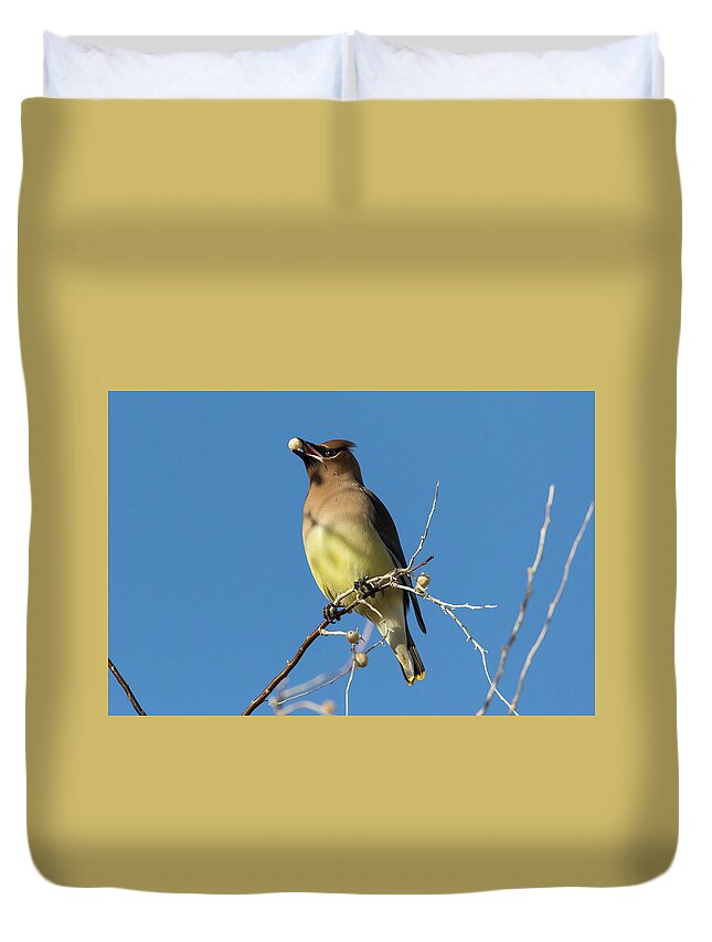 Waxwing Duvet Cover featuring the photograph Cedar Waxwing Has a Snack by Tony Hake