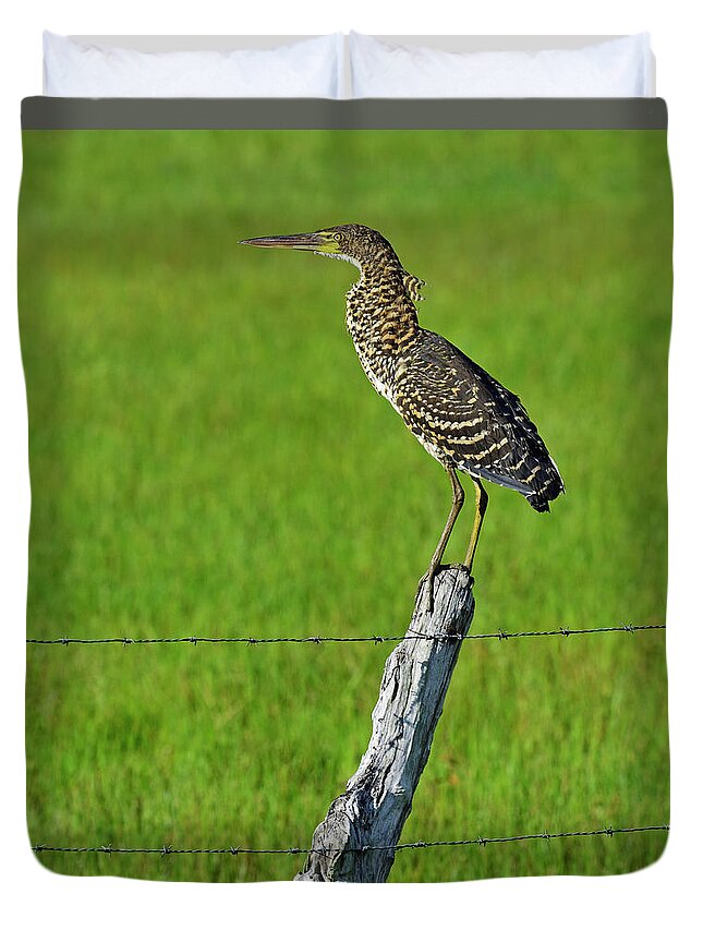 Rufescent Tiger Heron Duvet Cover featuring the photograph Chevron by Tony Beck