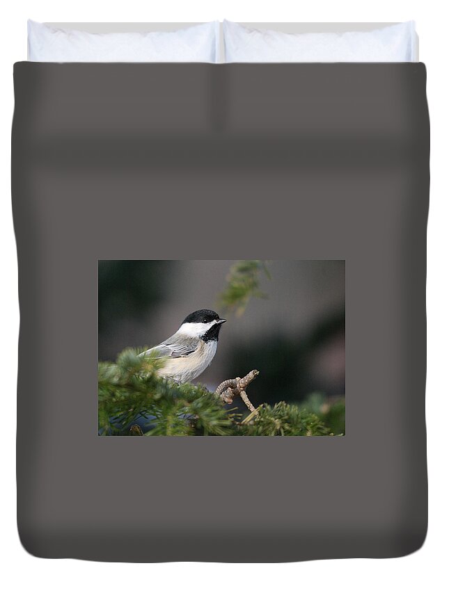 Birds Duvet Cover featuring the photograph Chickadee in balsam tree by Sue Capuano