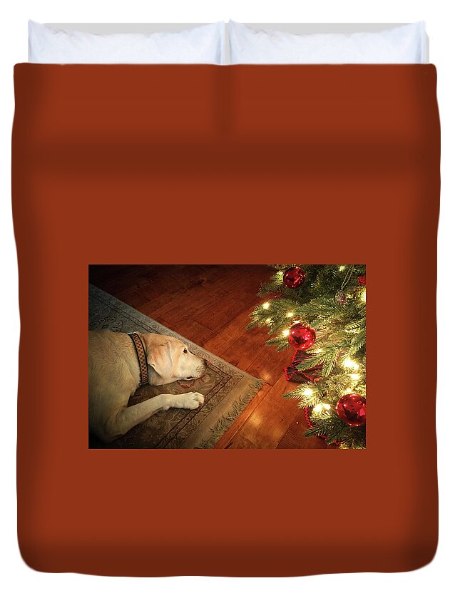 Labrador Duvet Cover featuring the photograph Christmas Dreams by Allin Sorenson