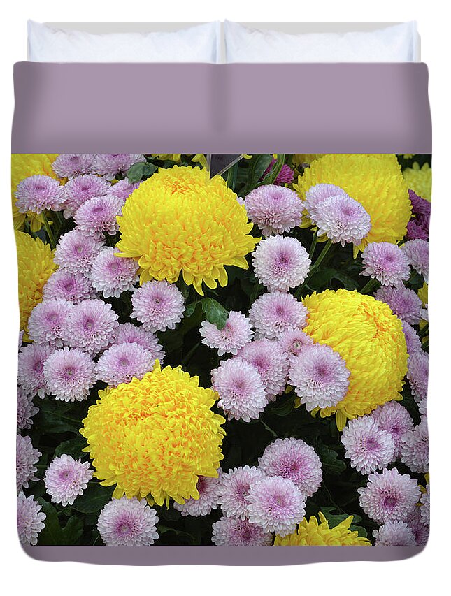 Chrysanthemum Duvet Cover featuring the photograph Chrysanthemum's by Terence Davis