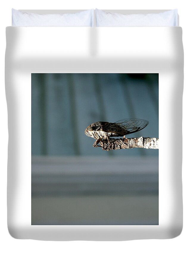Cicada Duvet Cover featuring the photograph Cicada by Cathy Harper