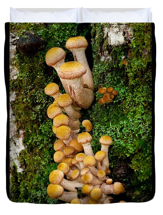 Mushrooms Duvet Cover featuring the photograph Climbing Mushrooms by Brent L Ander