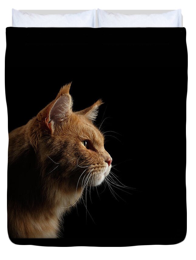 Cat Duvet Cover featuring the photograph Close-up Portrait Ginger Maine Coon Cat Isolated on Black Background by Sergey Taran
