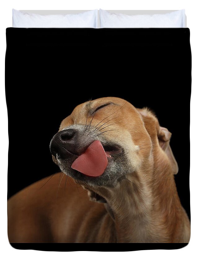 Greyhound Duvet Cover featuring the photograph Closeup Cute Italian Greyhound Dog Licked with pleasure isolated Black by Sergey Taran