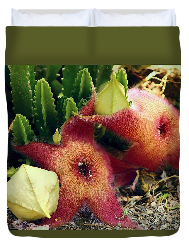 California Desert Duvet Cover featuring the photograph Closeup of a Desert Starfish by Colleen Cornelius