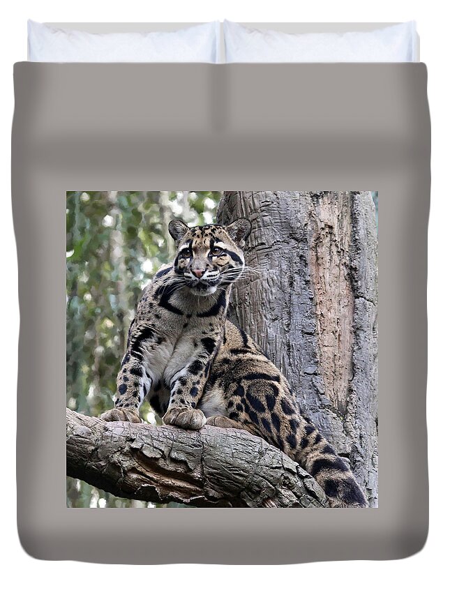 Nature Duvet Cover featuring the photograph Clouded Leopard by Gina Fitzhugh