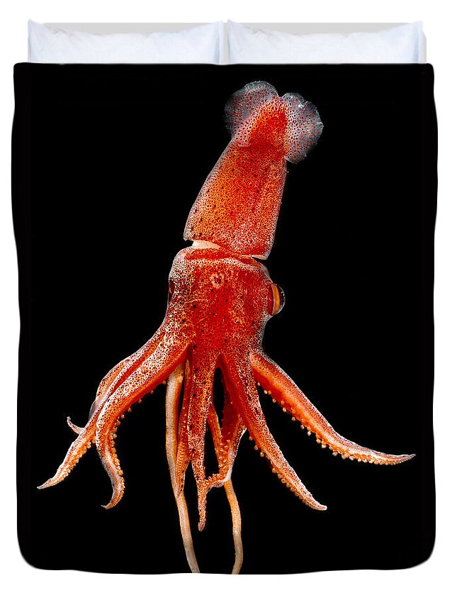 Cock-eyed Squid Duvet Cover featuring the photograph Cock-eyed Squid, Histoteuthis by Dante Fenolio