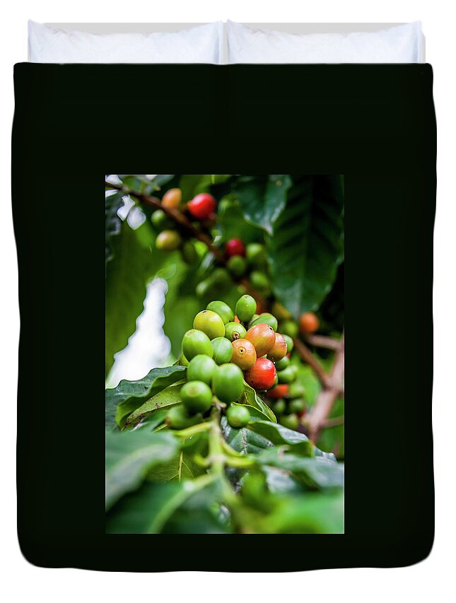 Ecuador Duvet Cover featuring the photograph Coffee Plant by Daniel Murphy