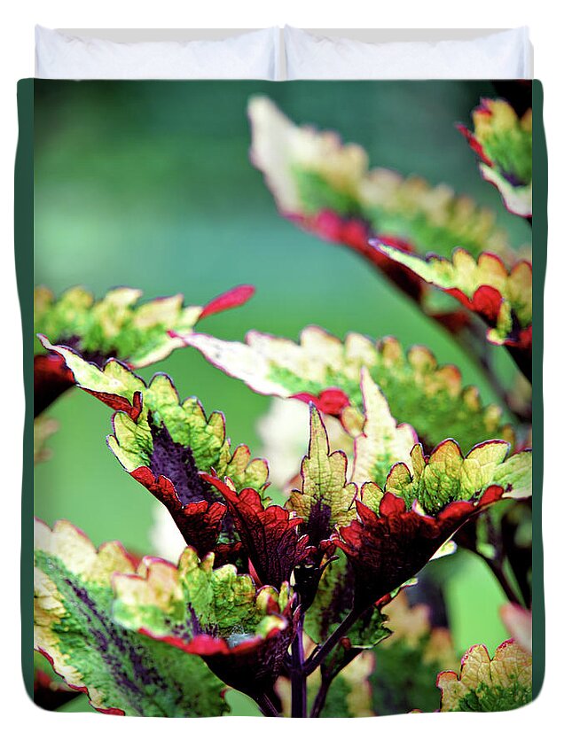 Nature Duvet Cover featuring the photograph Coleus by Michelle Joseph-Long