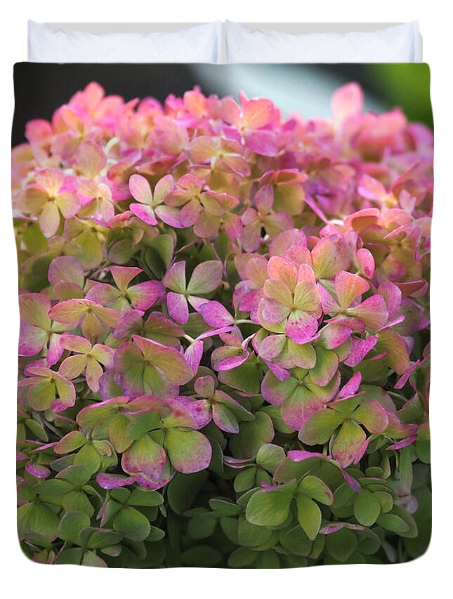 Hydrangea Duvet Cover featuring the photograph Color-changing Little Lime Hydrangea by Rona Black